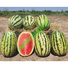 Тамтам F1, 1000 семян, ENZA ZADEN (Голландия)