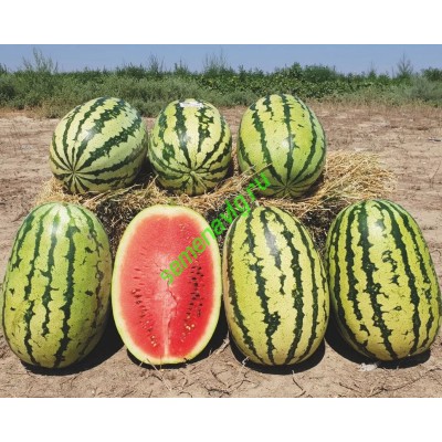 Тамтам F1, 1000 семян, ENZA ZADEN (Голландия)