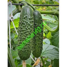 Северин F1, 1000 семян, ENZA ZADEN (Голландия) Северин F1, 1000 семян, ENZA ZADEN (Голландия)