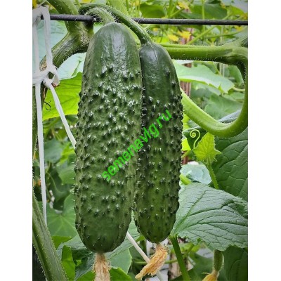 Северин F1, 1000 семян, ENZA ZADEN (Голландия)