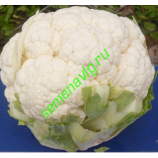 Кастор F1, 1000 семян, Sakata (Япония)