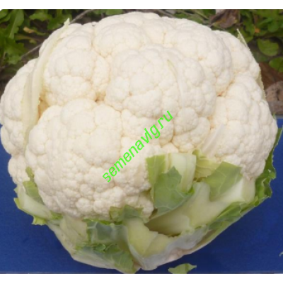 Кастор F1, 1000 семян, Sakata (Япония)