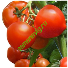 Агилис F1, 500 семян,  ENZA ZADEN (Голландия)