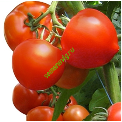 Агилис F1, 500 семян,  ENZA ZADEN (Голландия)