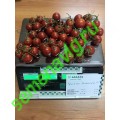 Черри Блоссем F1, 100 семян, Sakata (Япония) Черри Блоссем F1, 100 семян, Sakata (Япония)