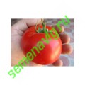 Линда F1, 100 семян, Sakata (Япония) Линда F1, 100 семян, Sakata (Япония)