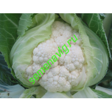 Уайт Консепт F1, 1000 семян, Sakata (Япония)