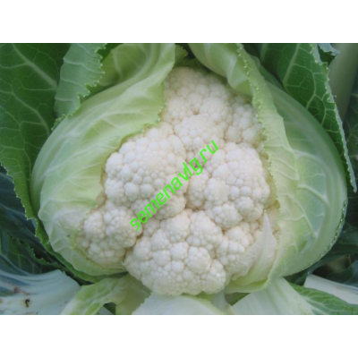 Уайт Консепт F1, 1000 семян, Sakata (Япония)