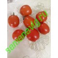 Гюзель F1, 100 семян, Sakata (Япония) Гюзель F1, 100 семян, Sakata (Япония)