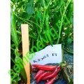 Блейд F1, 50 семян, Sakata (Япония) Блейд F1, 50 семян, Sakata (Япония)