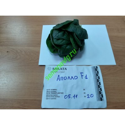 Шпинат Аполло F1, 50 000 семян., Sakata (Япония)