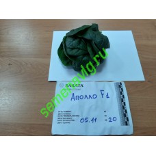 Шпинат Аполло F1, 50 000 семян., Sakata (Япония) Шпинат Аполло F1, 50 000 семян., Sakata (Япония)