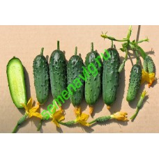 Кураж F1, 500 семян,  GAVRISH (Россия)