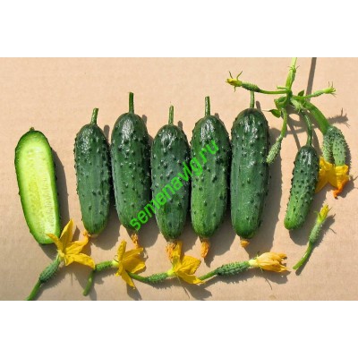 Кураж F1, 500 семян,  GAVRISH (Россия)