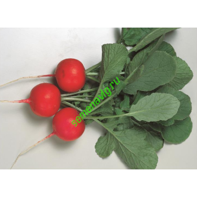 Глориет F1, 250 гр, Sakata (Япония)