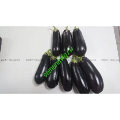 Черныш F1  (Упаковка 100 гр.) Панчев Ю.И., (Молдова)