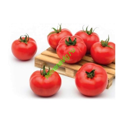 Хаят F1, 500 семян, Sakata (Япония) Хаят F1, 500 семян, Sakata (Япония)