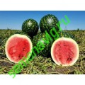 Русская Березка, 500 семян, МАСТЕР СЕМЯ (Астраханская обл.) Русская Березка, 500 семян, МАСТЕР СЕМЯ (Астраханская обл.)