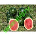 Русская Березка, 500 семян, МАСТЕР СЕМЯ (Астраханская обл.) Русская Березка, 500 семян, МАСТЕР СЕМЯ (Астраханская обл.)