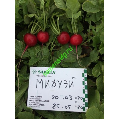 Мидуэй F1, 250 гр. семян, Sakata (Япония)
