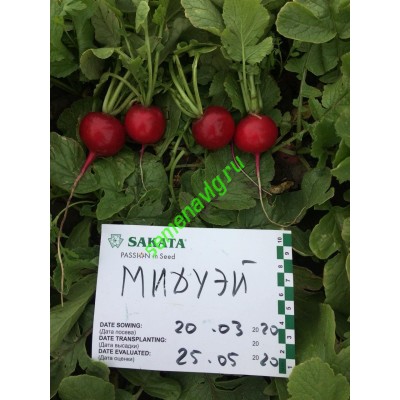 Мидуэй F1, 250 гр. семян, Sakata (Япония)