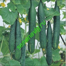 Тести Грин F1, 1000 семян, Sakata (Япония) Тести Грин F1, 1000 семян, Sakata (Япония)