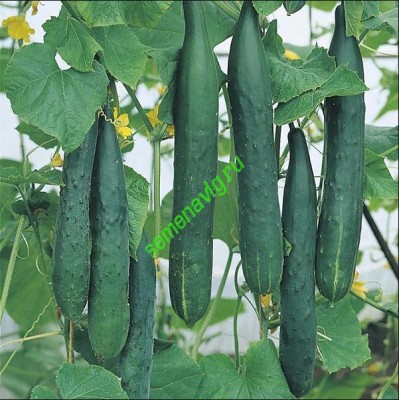 Тести Грин F1, 1000 семян, Sakata (Япония)