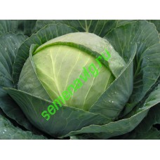 Бронко F1, 2500 семян, Bejo (Нидерланды)