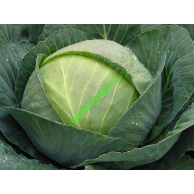 Бронко F1, 2500 семян, Bejo (Нидерланды)