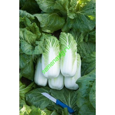 Билко F1, 2500 семян, Bejo (Нидерланды)