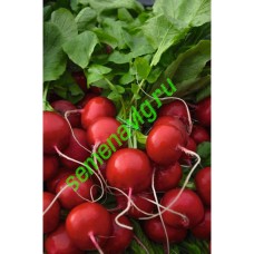 Ролекс F1, 50 000 семян, прец. 2,25-2,5мм, Bejo (Нидерланды)