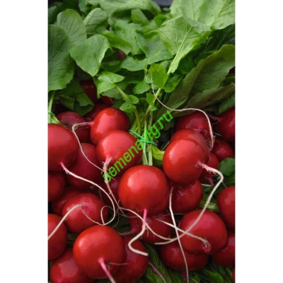 Ролекс F1, 50 000 семян, прец. 2,25-2,5мм, Bejo (Нидерланды)