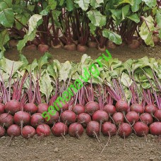 Пабло F1, 50000 семян, Bejo (Нидерланды)