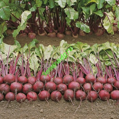 Пабло F1, 50000 семян, Bejo (Нидерланды)