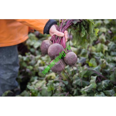 Водан F1, 50000 семян, Bejo (Нидерланды)