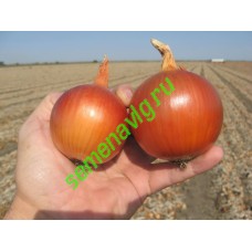 Манас F1, 250 000 семян, Bejo (Нидерланды)