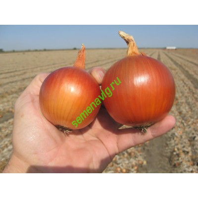 Манас F1, 250 000 семян, Bejo (Нидерланды)