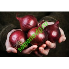 Ред Барон, 250 000 семян, Bejo (Нидерланды)