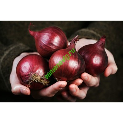 Ред Барон, 250 000 семян, Bejo (Нидерланды)