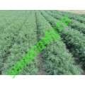 Укроп Аллигатор некалибр., 1000 гр,  GAVRISH (Россия)