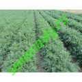 Укроп Аллигатор некалибр., 1000 гр,  GAVRISH (Россия)