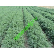 Укроп Аллигатор некалибр., 1000 гр,  GAVRISH (Россия)