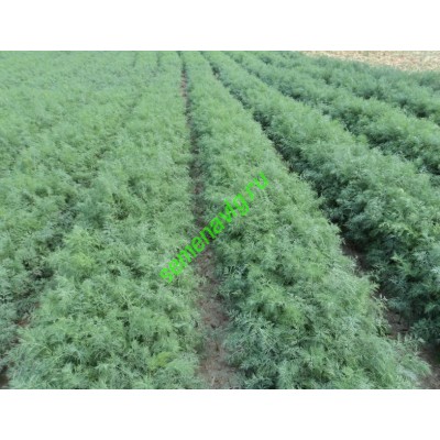 Укроп Аллигатор некалибр., 1000 гр,  GAVRISH (Россия)