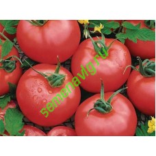 Пинкджейн F1, 1000 семян, ENZA ZADEN (Голландия) Пинкджейн F1, 1000 семян, ENZA ZADEN (Голландия)