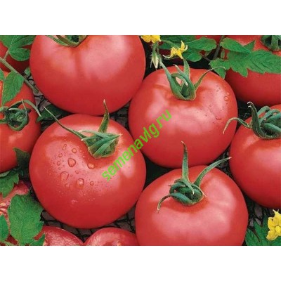 Пинкджейн F1, 1000 семян,  ENZA ZADEN (Голландия)