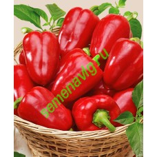 Иветта F1, 500 семян, ENZA ZADEN (Голландия) Иветта F1, 500 семян, ENZA ZADEN (Голландия)