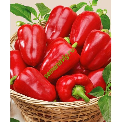 Иветта F1, 500 семян, ENZA ZADEN (Голландия)