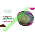 Марло F1, 100 семян, Sakata (Япония) Марло F1, 100 семян, Sakata (Япония)