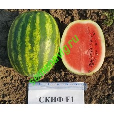 Скиф F1, 100 семян, Sakata (Япония)