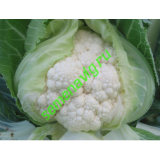 Уайт Консепт F1, 100 семян, Sakata (Япония)